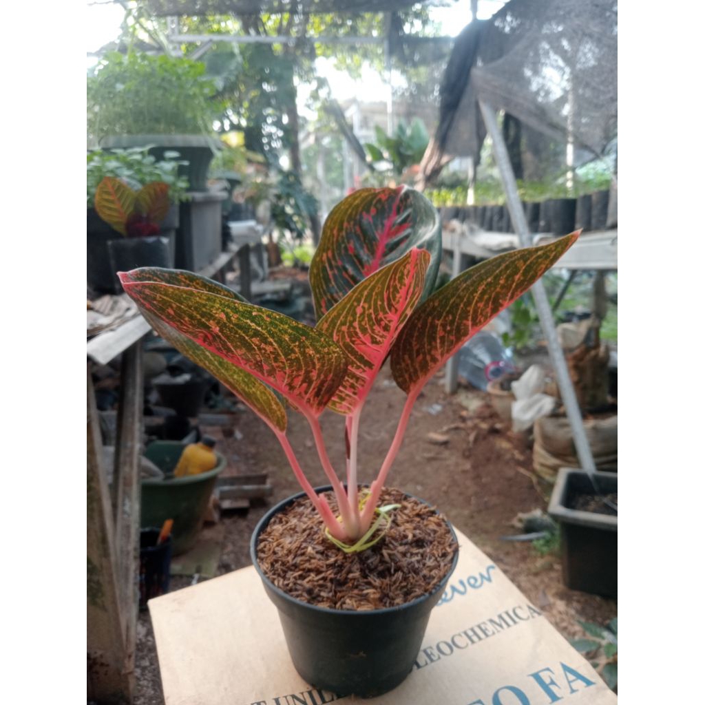 Aglonema Adelia