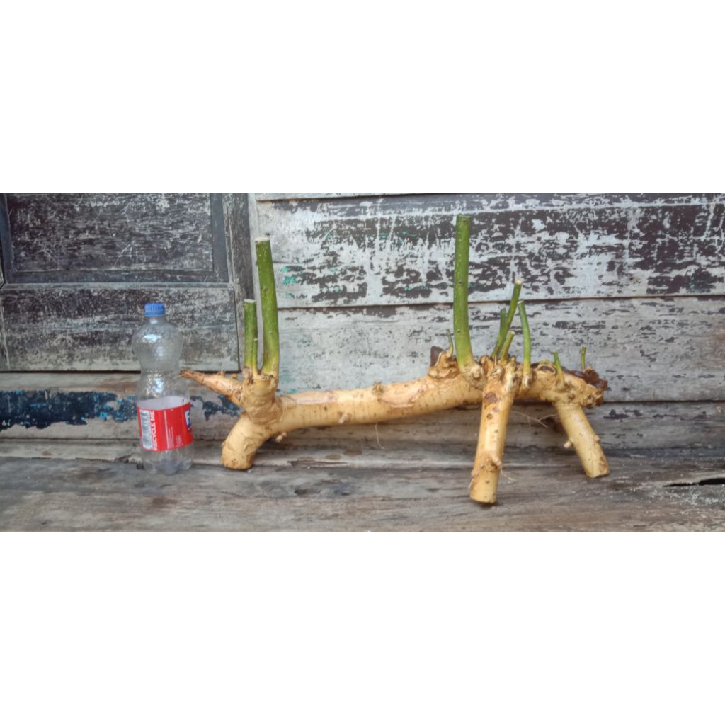bahan bonsai serut dongkelan untuk gaya raft