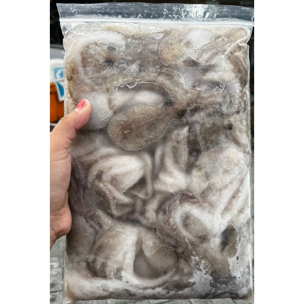 GURITA SEGAR GURITA MANIS
