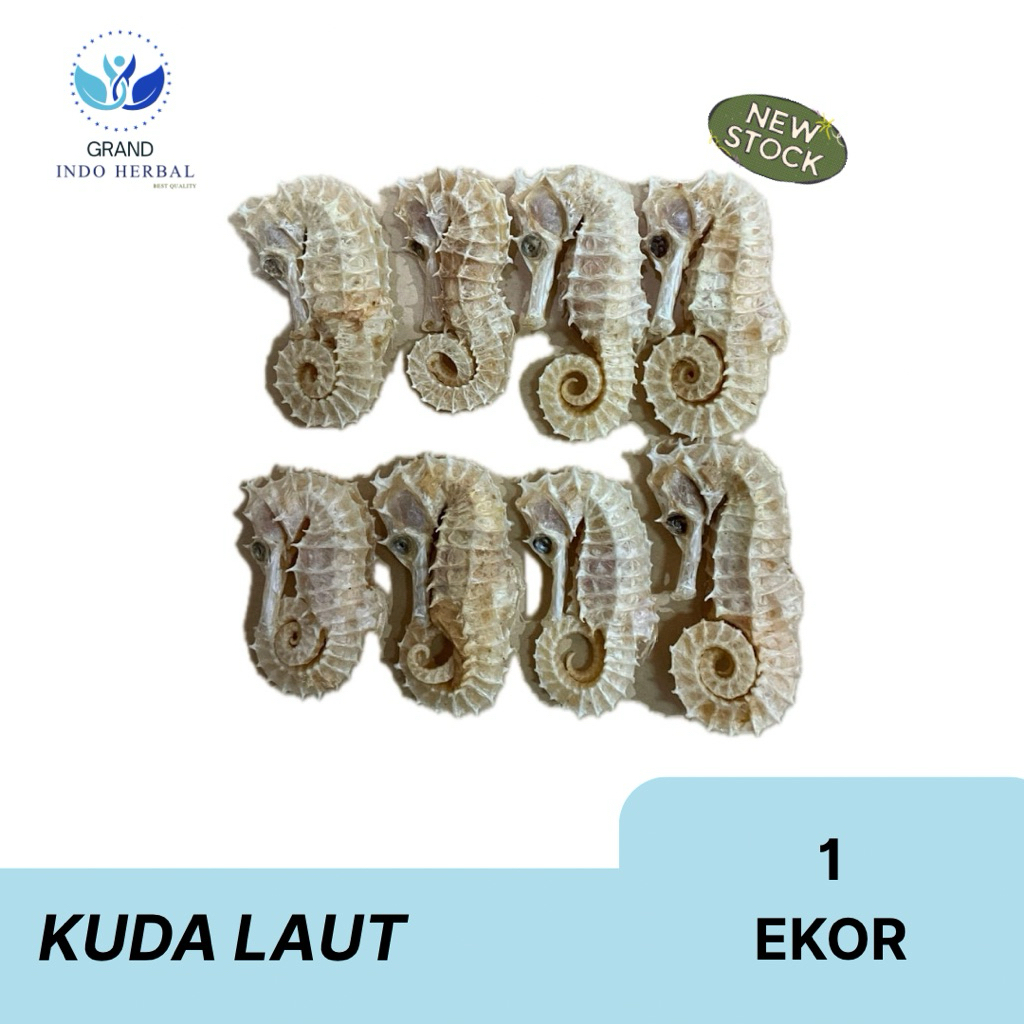 kuda laut kering