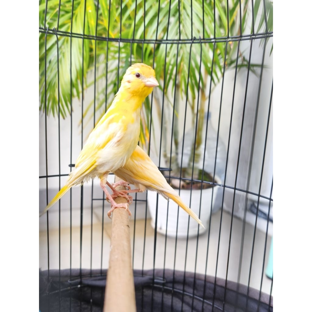 kenari bahan jantan cerah kuning stabilo riwikan