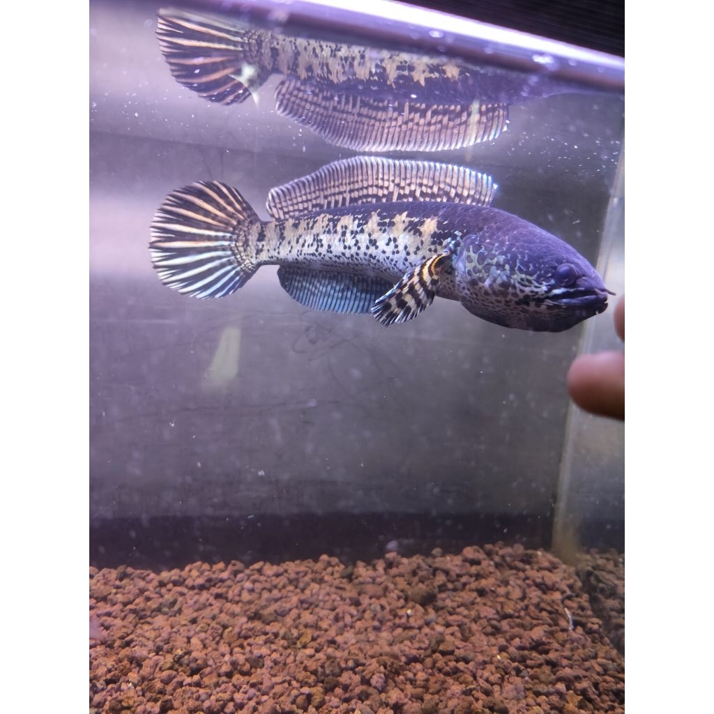 Channa Auranti 20 cm sehat, aktif, warna keluar, flaring, CB Grade A ( selengkapnya di deskripsi)
