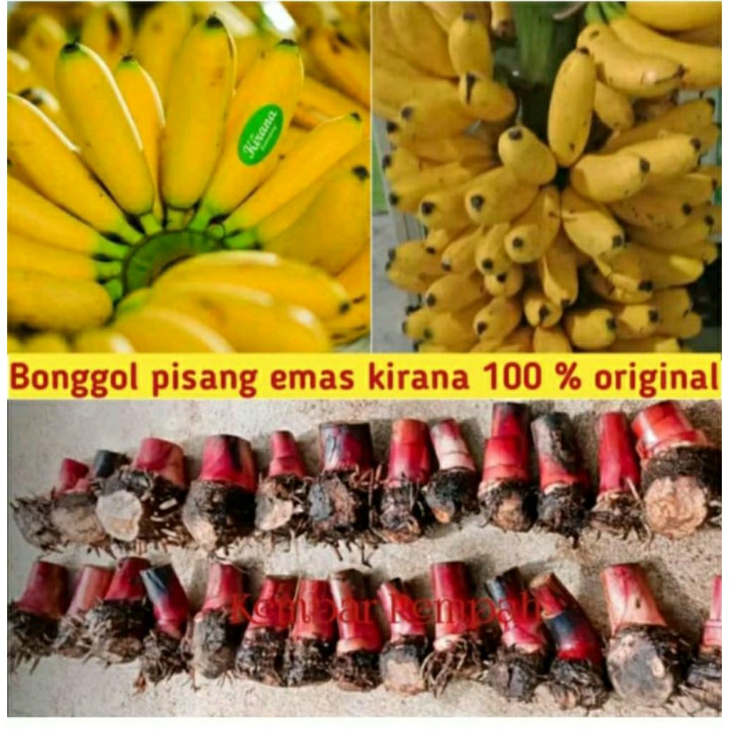 bibit pisang eMas Kirana