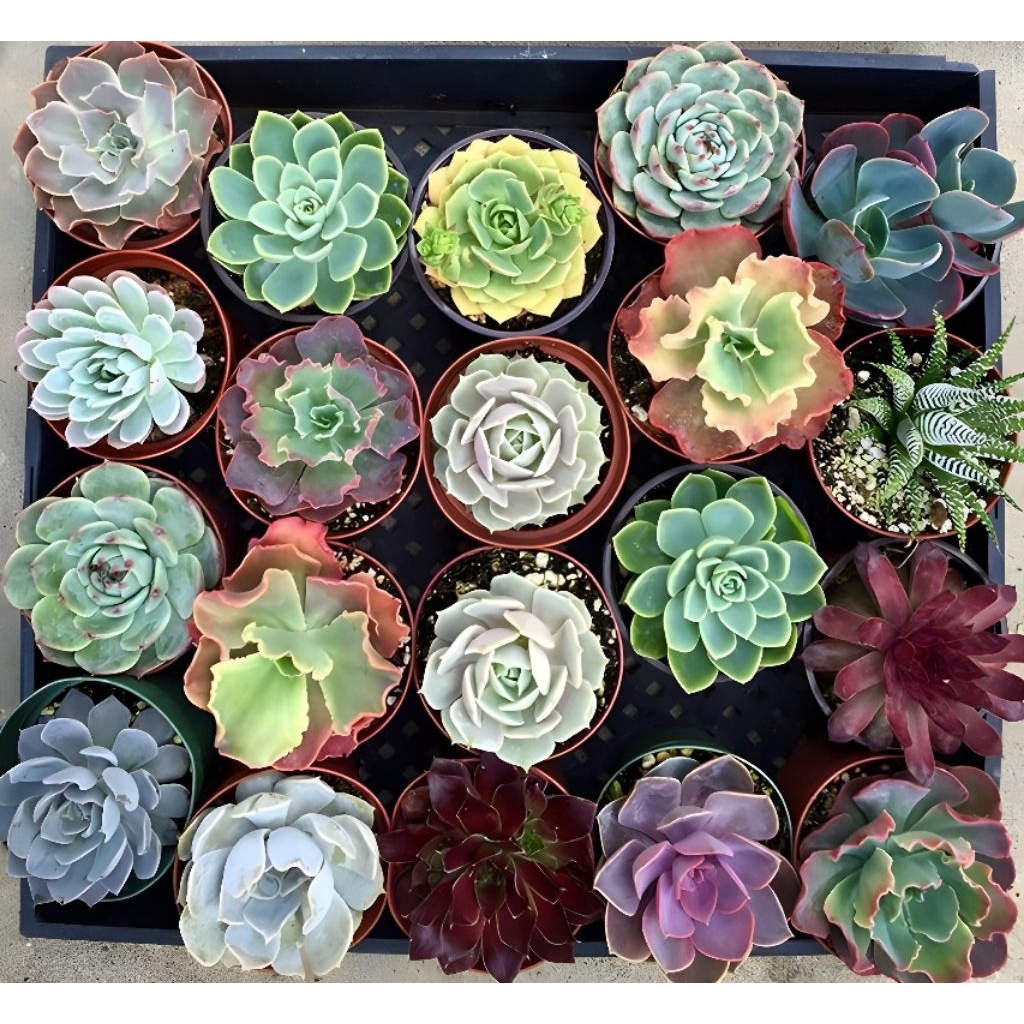 Paket Sukulen Kaktus Hidup Mini Isi 20 Pcs Free Pot