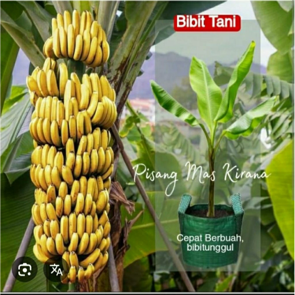 bibit pisang mas Kirana