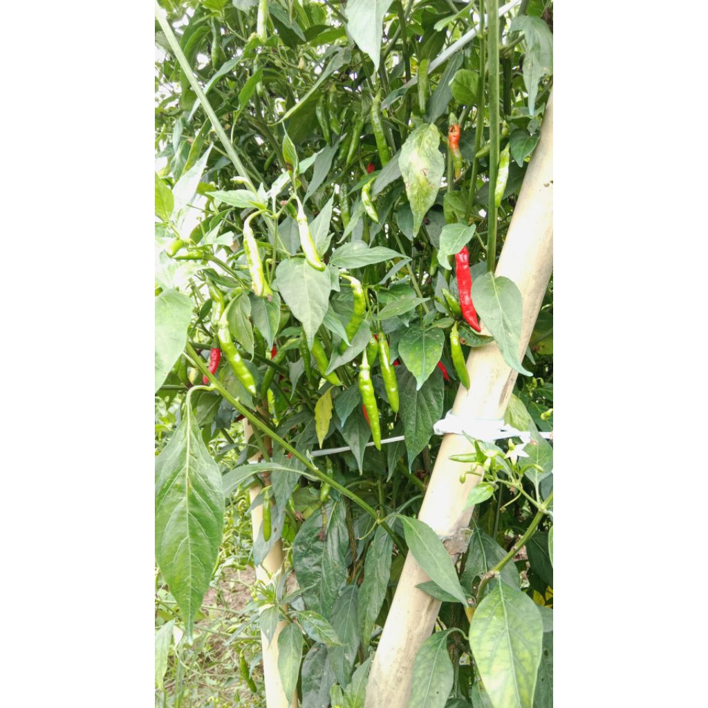 Cabe Hijau Kecil 1kg-
