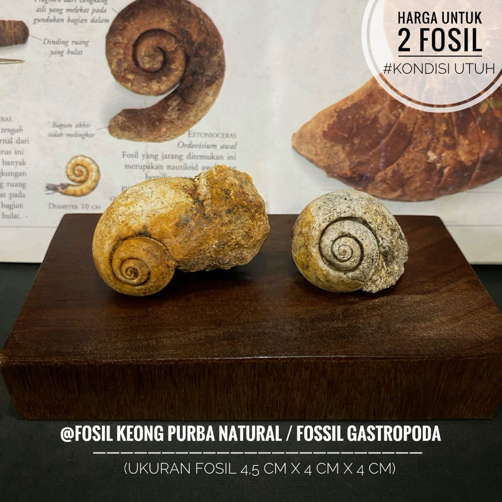 Fosil Keong Purba Natural B91 atau Fosil Kol Buntet Alam atau Fosil Gastropoda atau Fossil Snail ata