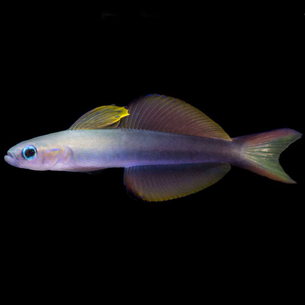 ikan roket B blackfin dartfish air laut