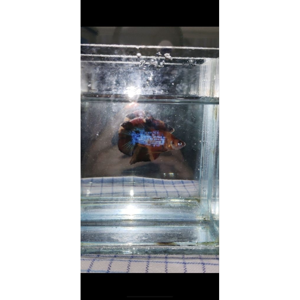 Hiasan Aquarium Lucu Cupang Double Tail Multi Metalik VVIP