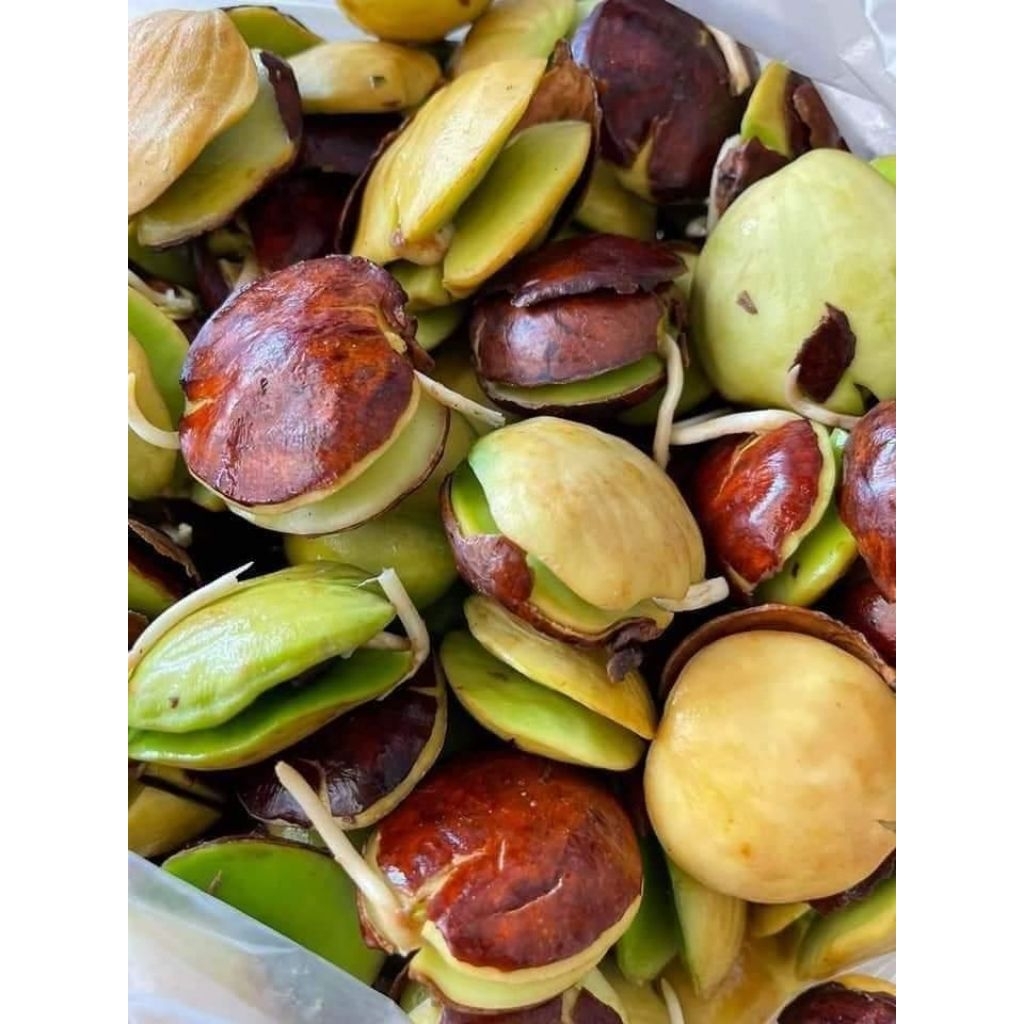 [Premium] Jengkol Tua Mentah 500gr Super Pulen Fresh