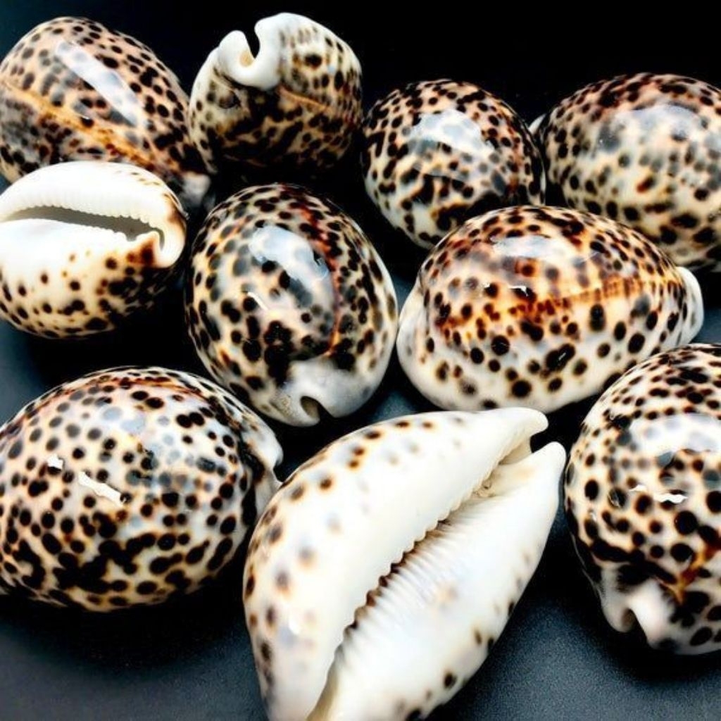HIASAN MEJA TAMU CANGKANG KERANG TIGER