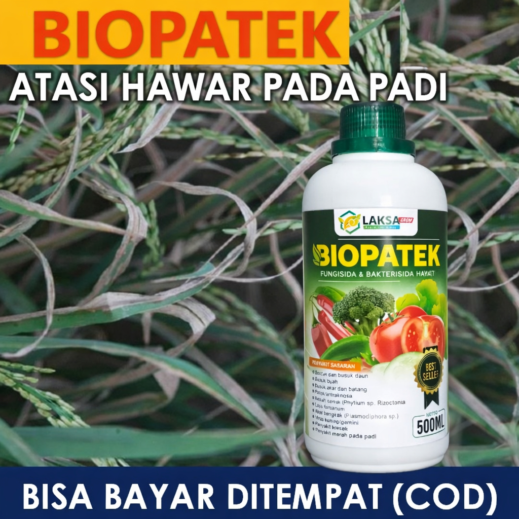 FUNGSIDA HAWAR PELEPAH PADI NOPATEK, Obat Hawar Daun Padi Mengatasi Penyakit Hawar Pada Daun Padi