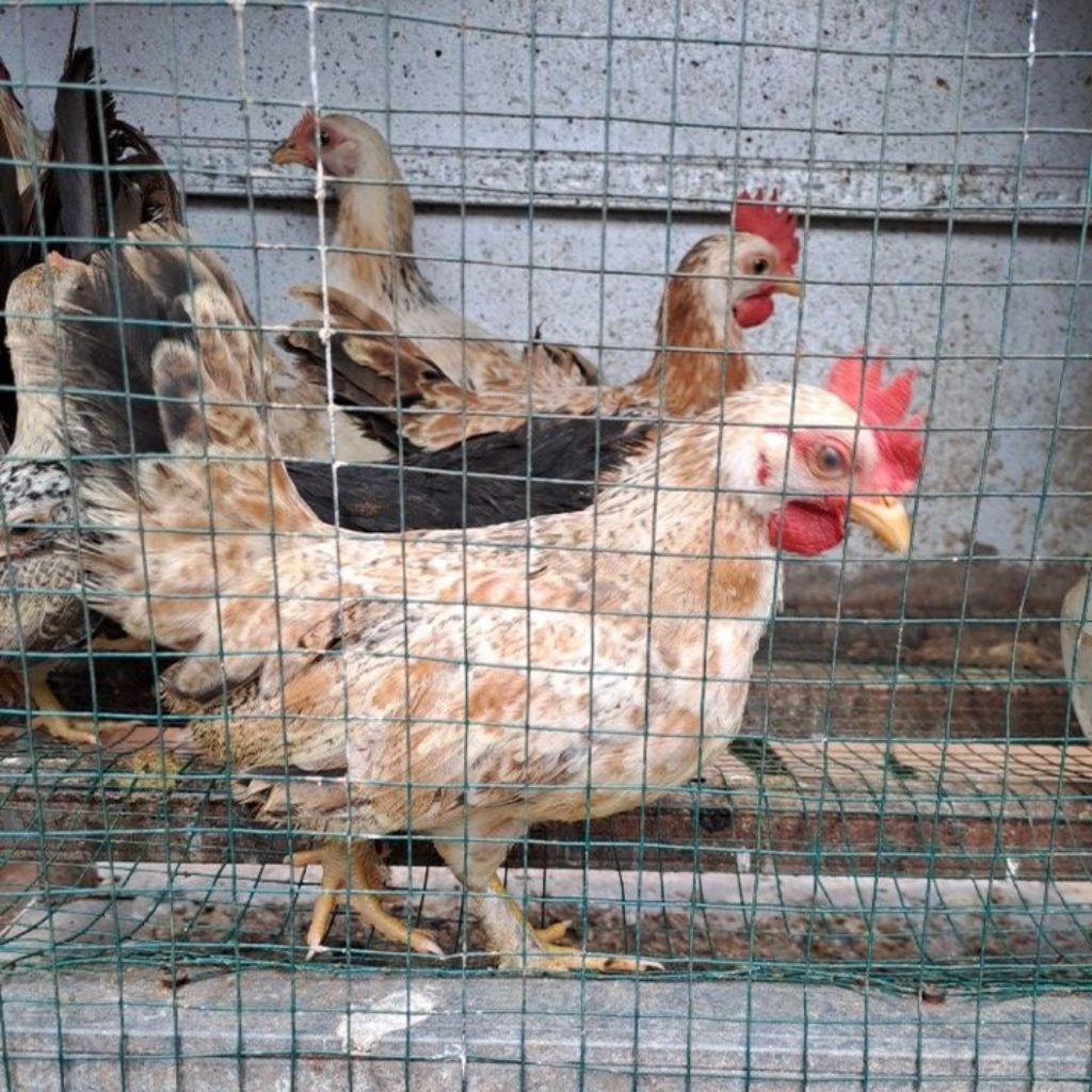 Ayam Kate/Ayam Hias/Ayam kate Remaja/Harga per Ekor