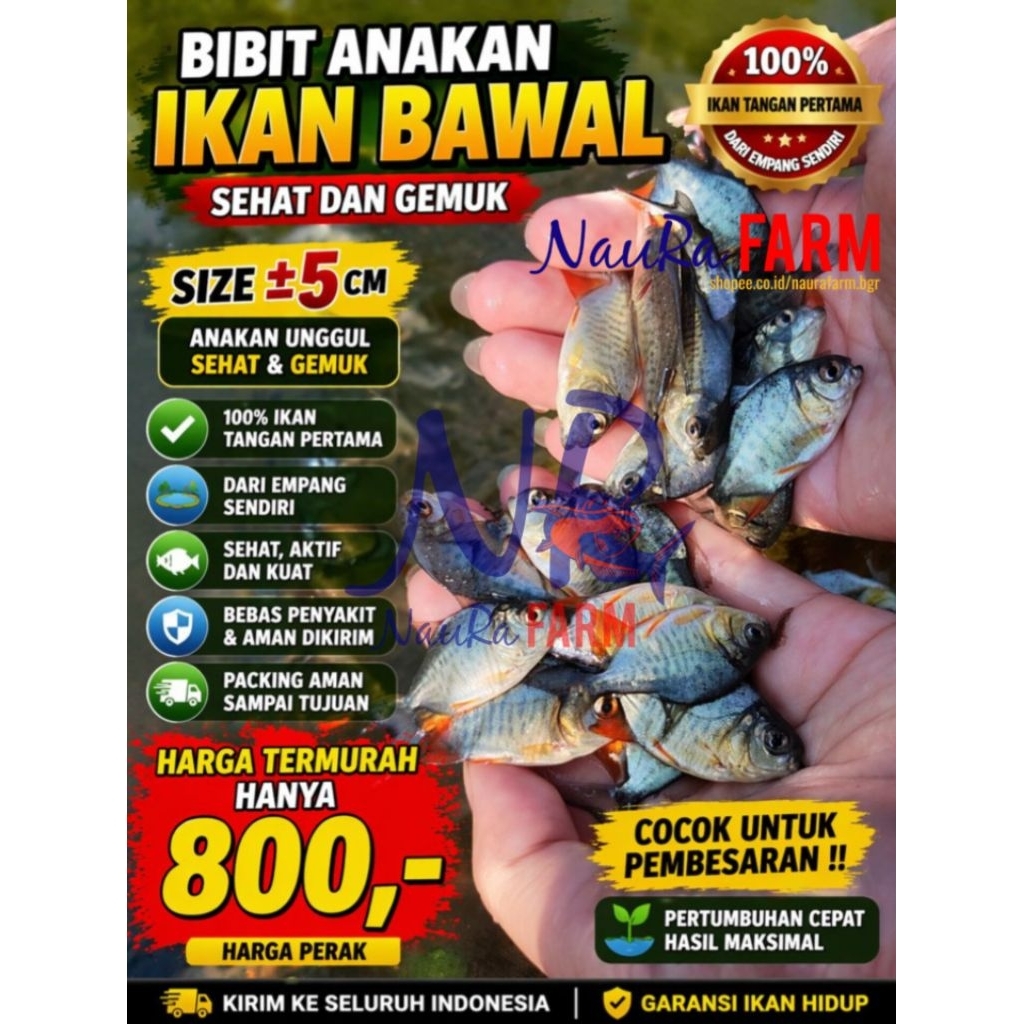 Bibit Anakan Ikan Bawal Besar 5 6 cm 100% SESUAI FOTO Termurah
