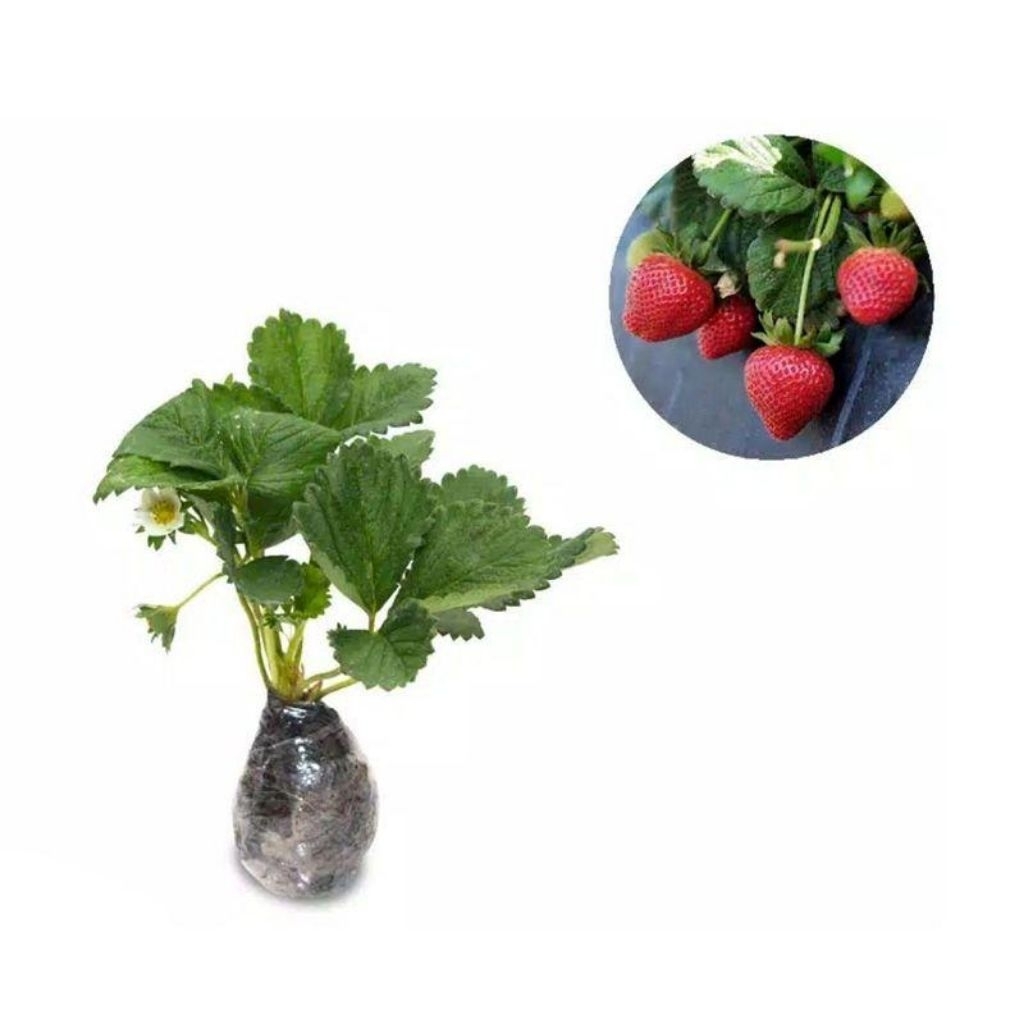 bibit tanaman strawberry bisa berbuah dalam pot