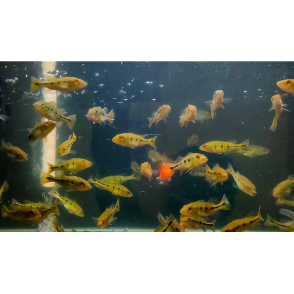 PickokbassOrinoco original 11-12 cm