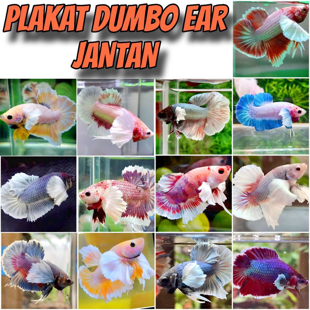 CUPANG PLAKAT JANTAN DUMBO EAR - PTTY4