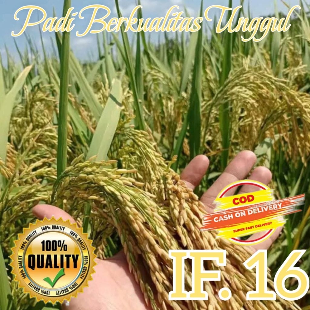 Benih Padi Berkualitas Unggul IF 16 Super Asli Original Rendemen Beras Tinggi Kemasan 5kg