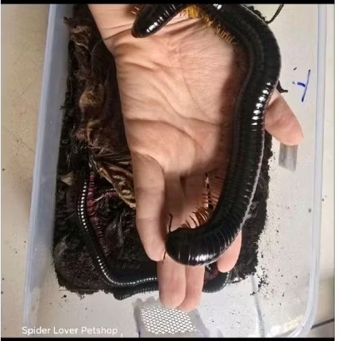 Millipede giant yellow  / giant / milipede