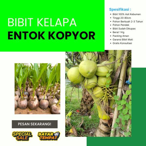 AMANAH  Pohon Kelapa Genjah Entok Kopyor Genjah Di Kupas, Pohon Kelapa Genjah Entok Kopyor Hibrida D