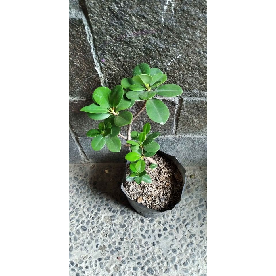 Bibit Tanaman Beringin Dolar Mikro - Bisa Diijadikan Bonsai