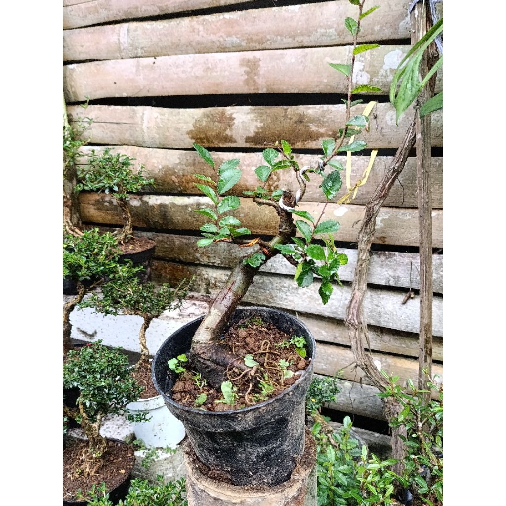 bibit bahan bonsai ulmus murah‼️bahan bonsai ulmus