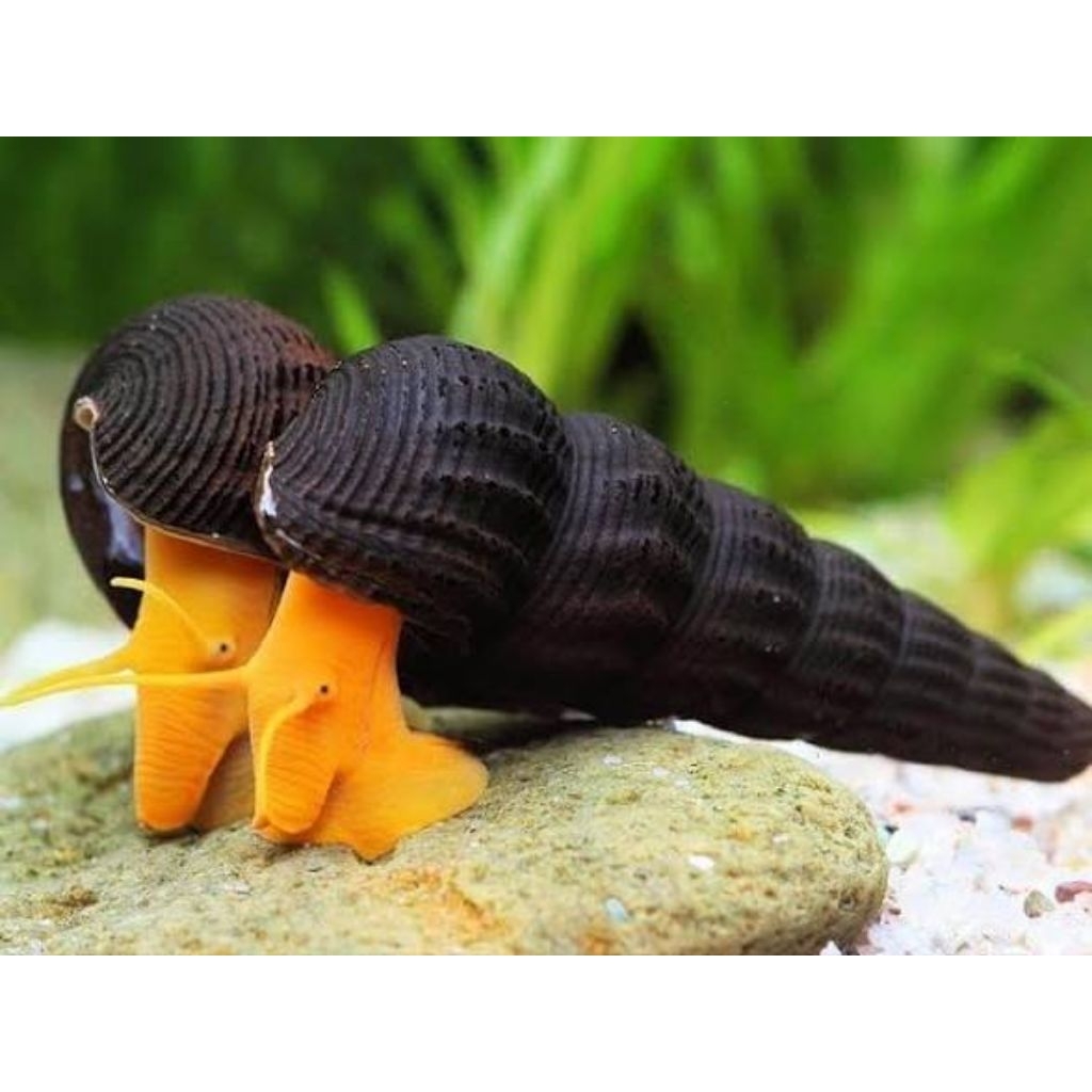 orange poso snail, keong rabbit orange asal sulawesi
