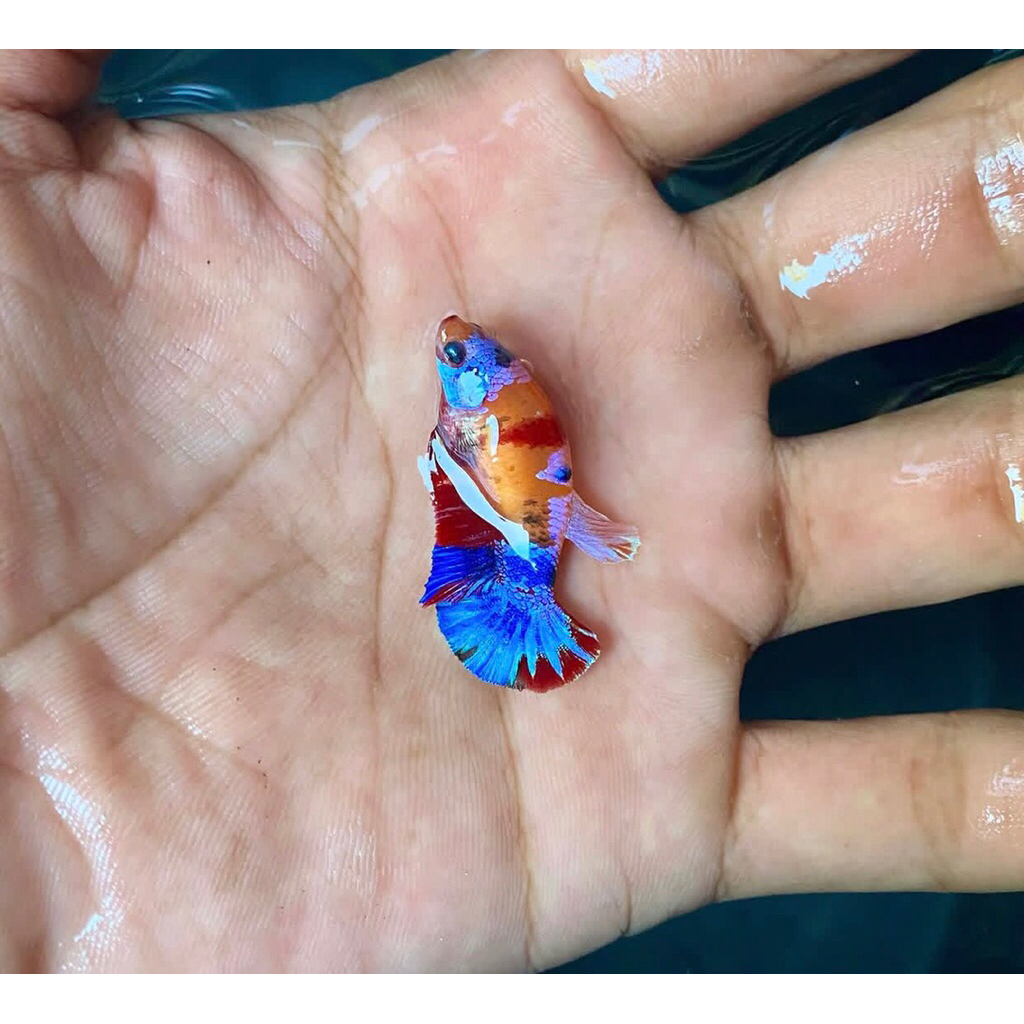 Ikan Cupang Multi Thailand Betina Full Telur Siap Breeding