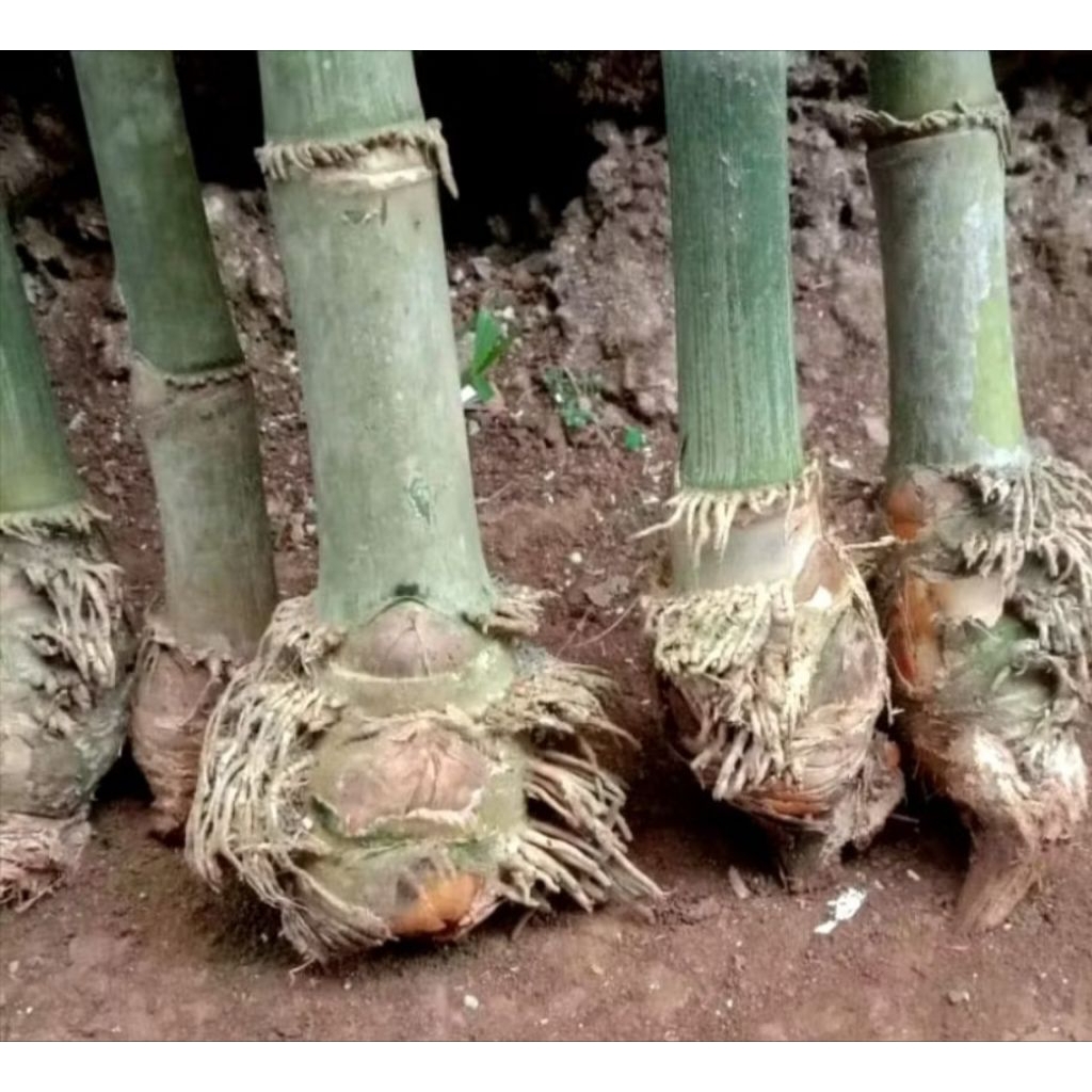 bibit bambu petung, tanaman bambu petung siyab tanam.