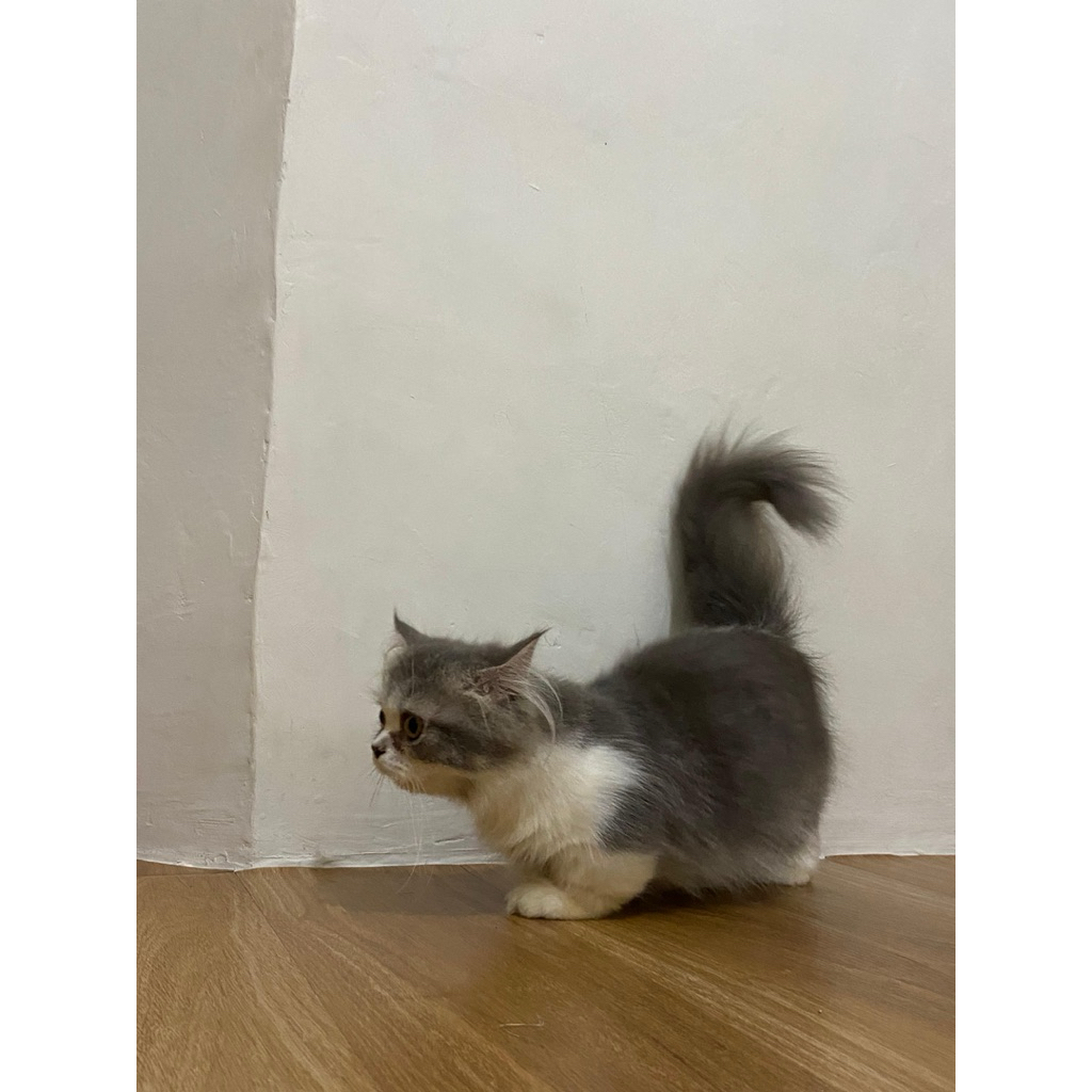 Kucing Munchkin Longhair