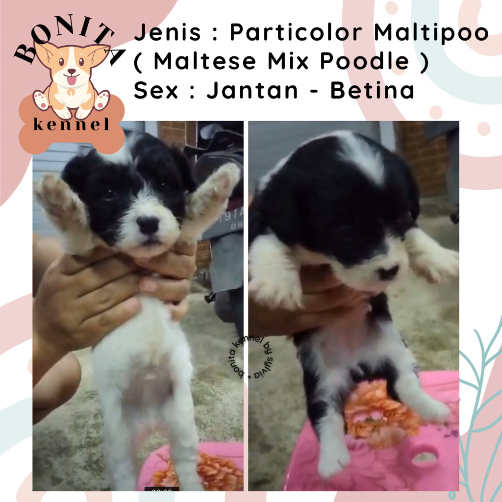 Maltese Mix Poodle Maltipoo Anjing Poodle Maltis Particolor