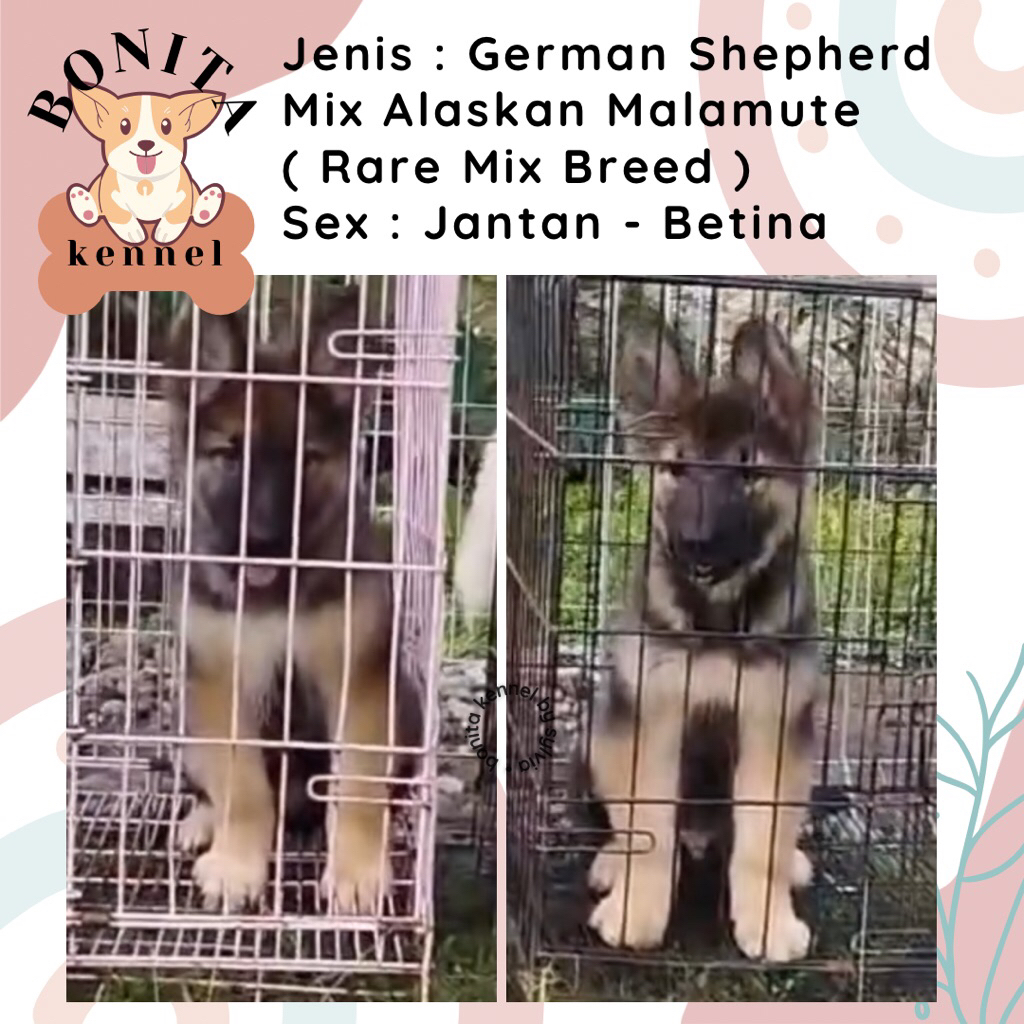 German Shepherd Mix Alaskan Malamute Anjing Herder Malamute Jantan Betina