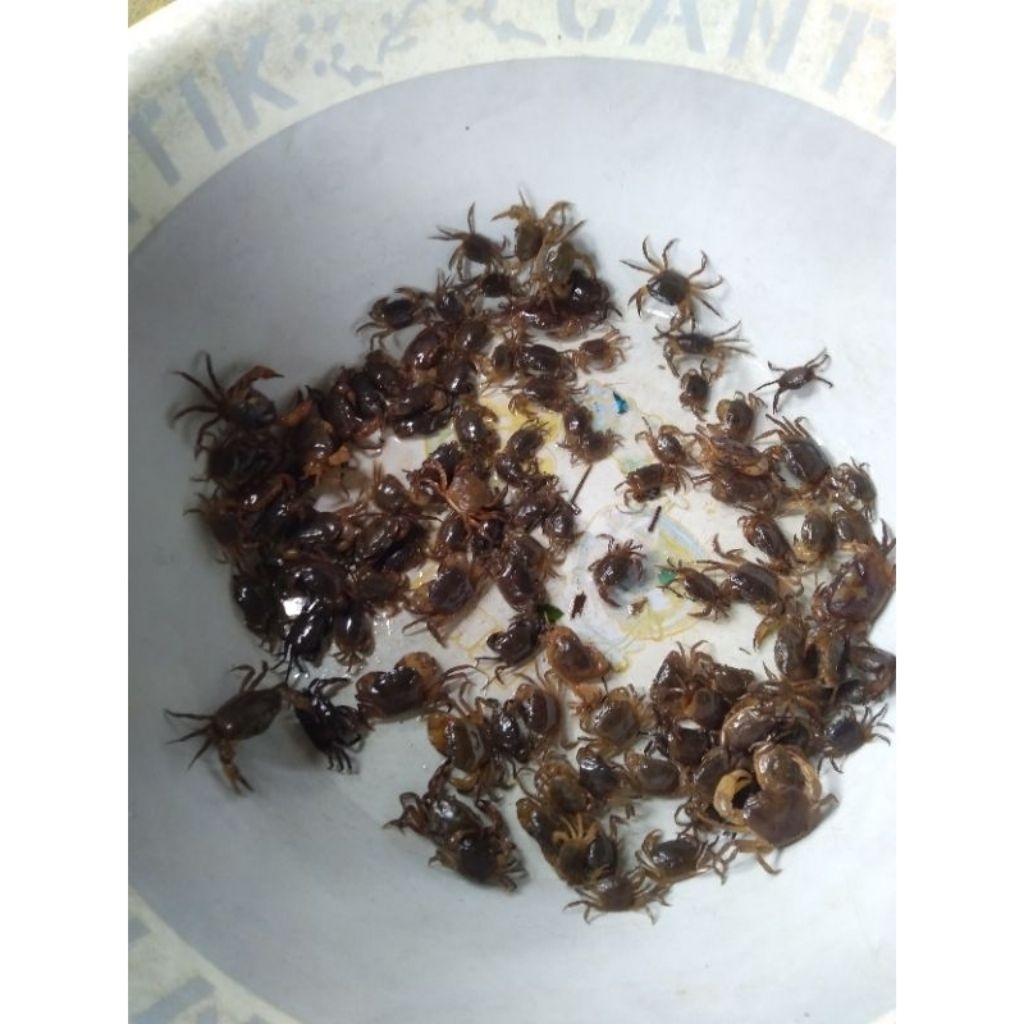 kepiting sawah / Yuyu ukuran kecil hidup umpan mancing gacor per 30 ekor