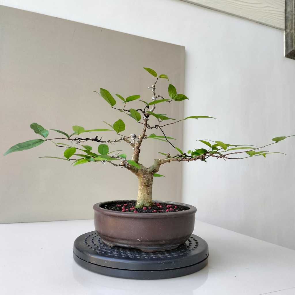Bonsai Anting Putri - Pot Bundar - Siap Pajang
