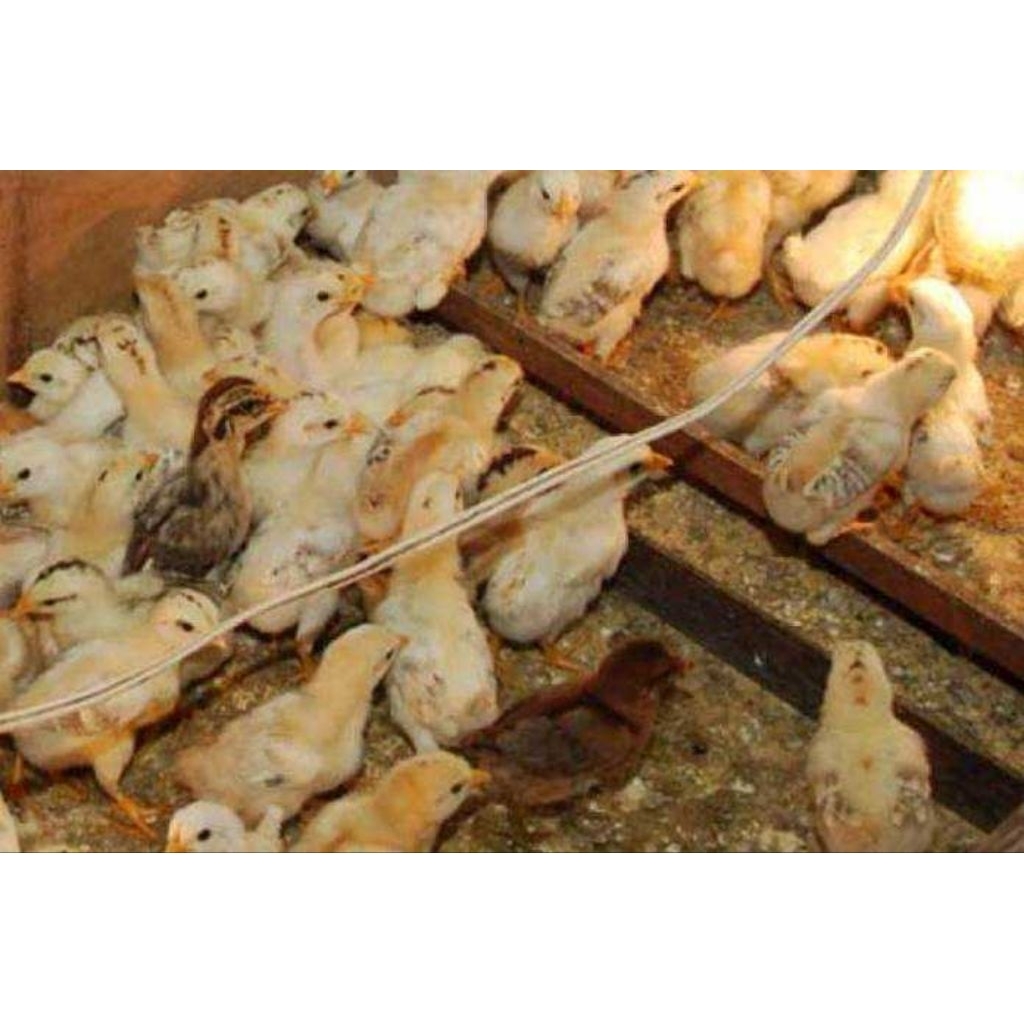 DOC AYAM ELBA PETELUR BERKUALITAS