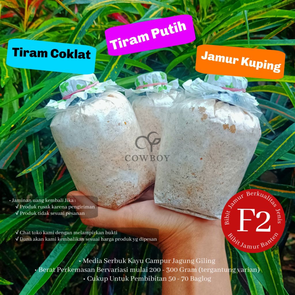 Bibit Jamur F2 jamur TIRAM PUTIH, JAMUR KUPING TIRAM COKLAT by cowboy