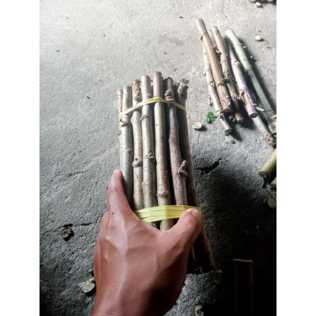 bibit ketela papua, singkong papua, telo papua