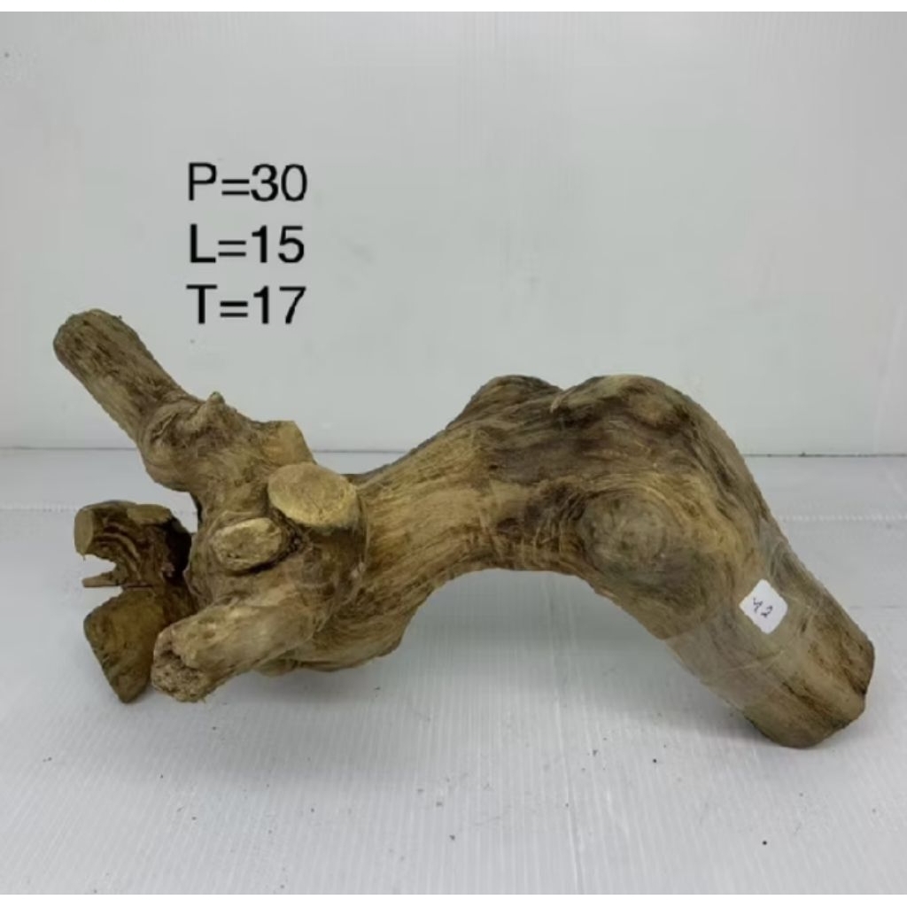 Tangkringan iguana/tangkringan kayu kopi/panjang 30cm