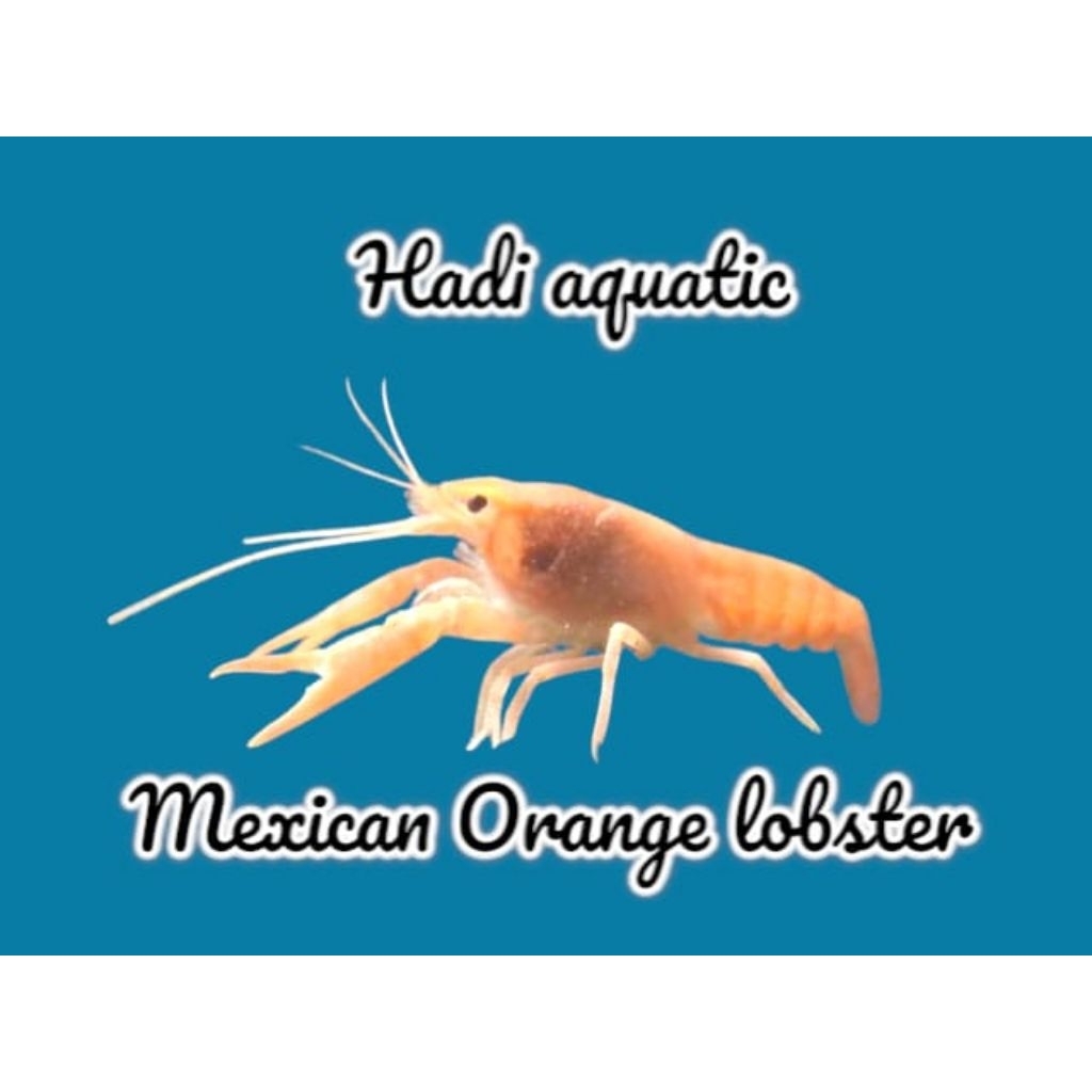 hiasan mini Lobster orange mexico