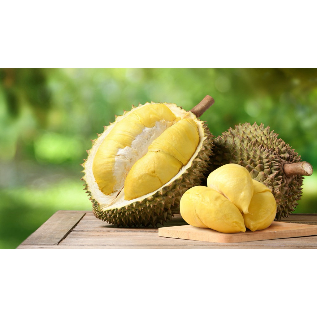 paket bibit tanaman durian(full media packing kayu)