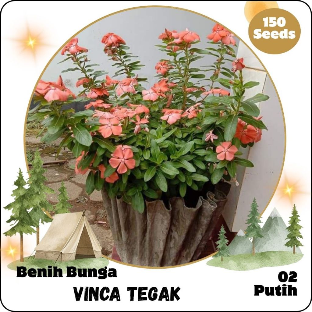 GG | 150 Benih Bunga Vinca  Tapak Dara Import Mandarin Orange (02)