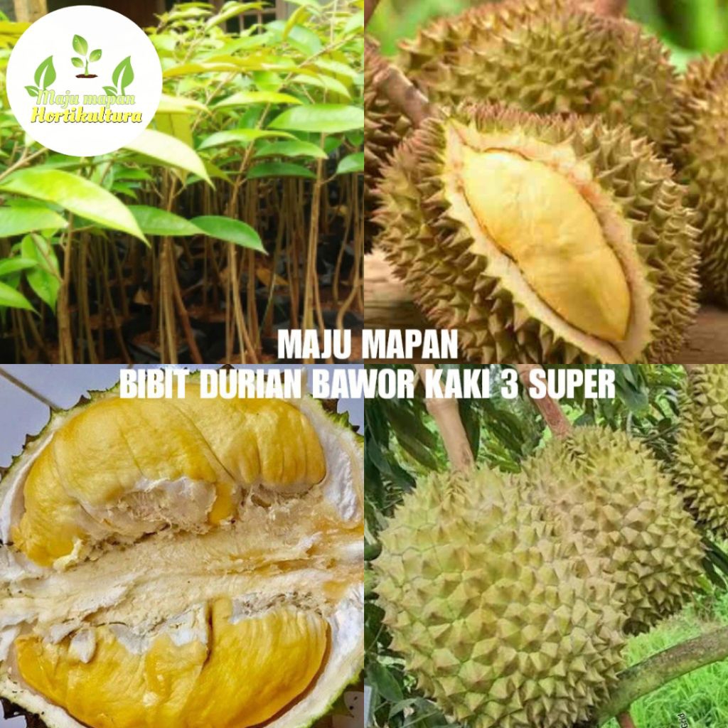 BIBIT DURIAN BAWOR KAKI 3 SUPER