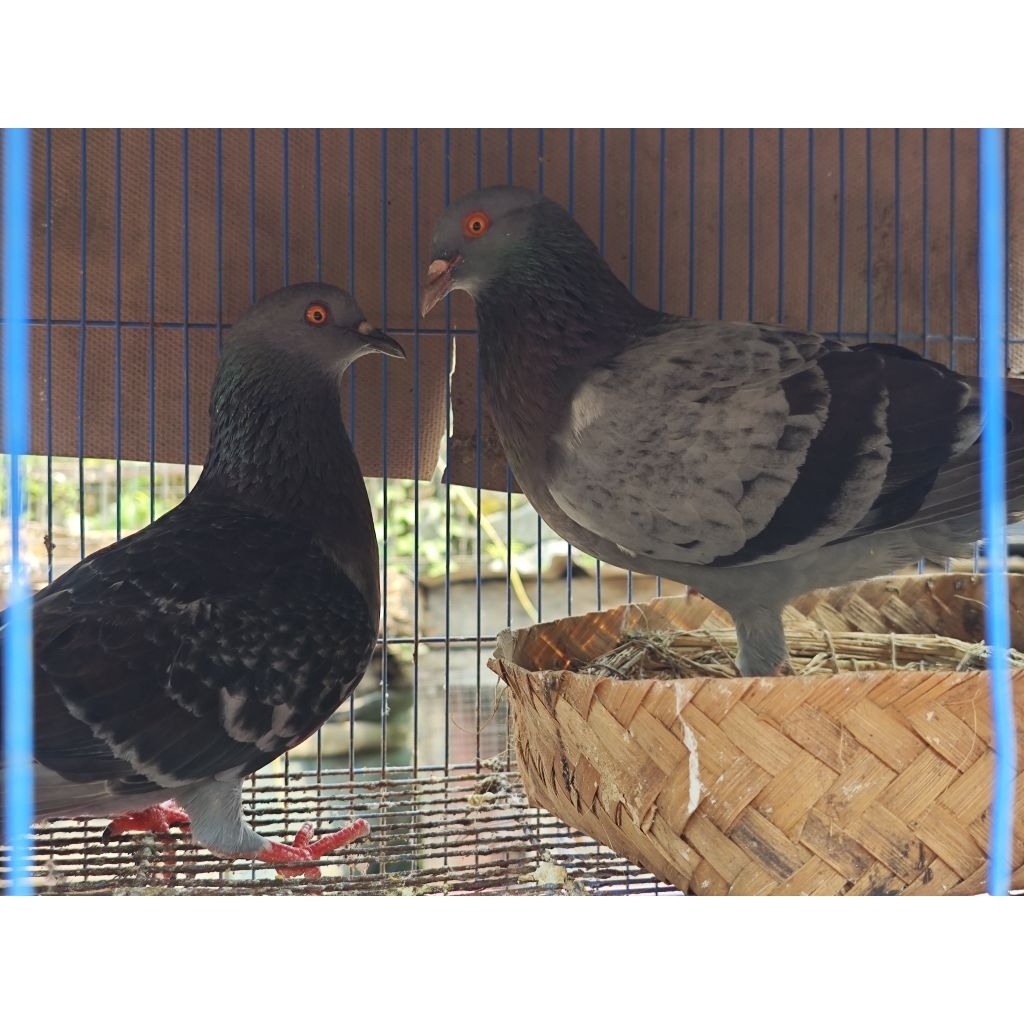 burung dara burung merpati sepasang