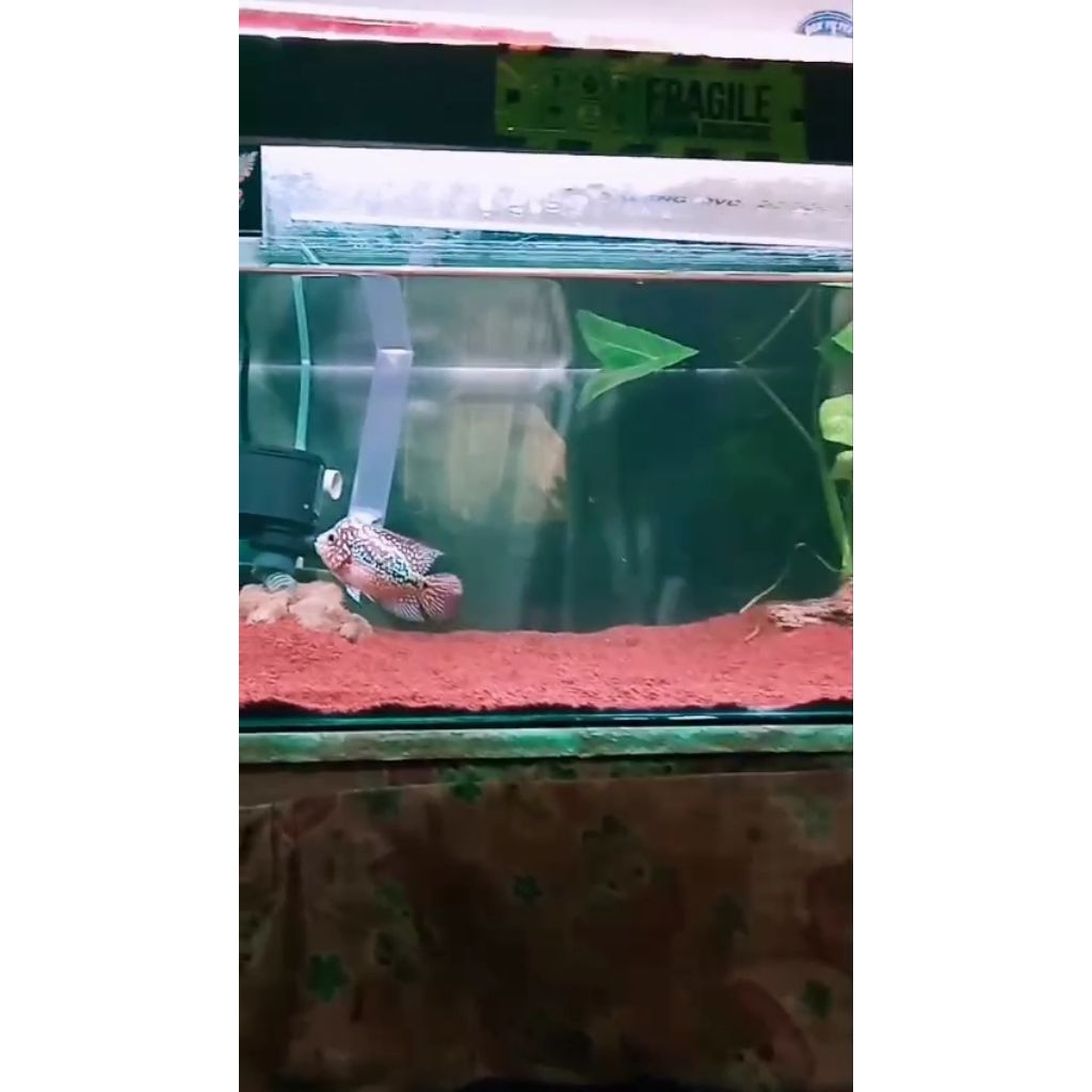 ikan louhan kamfa real pict