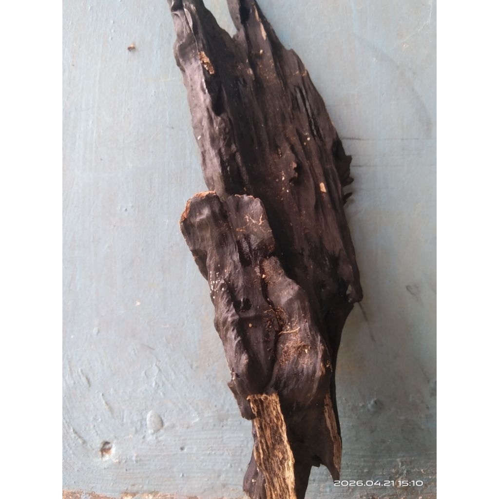 KAYU RENTEK FOSIL UNTUK AQUASCAPE