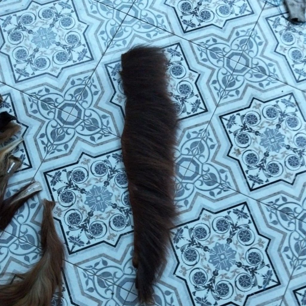 suri kuda asli