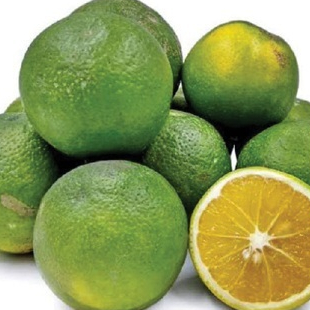 bibit jeruk sunkist hijau