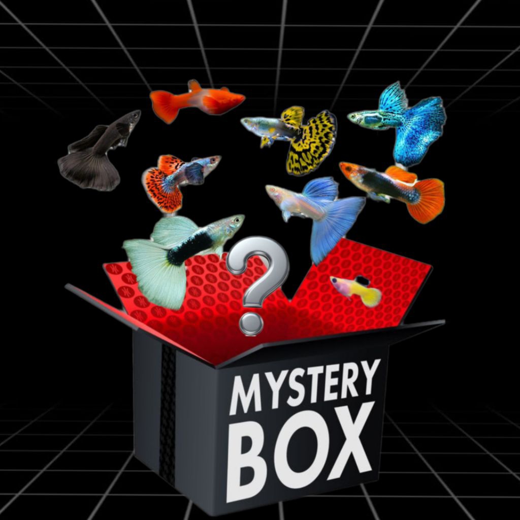 mysteri box ikan guppy(sepasang) kualitas sortiran indukan