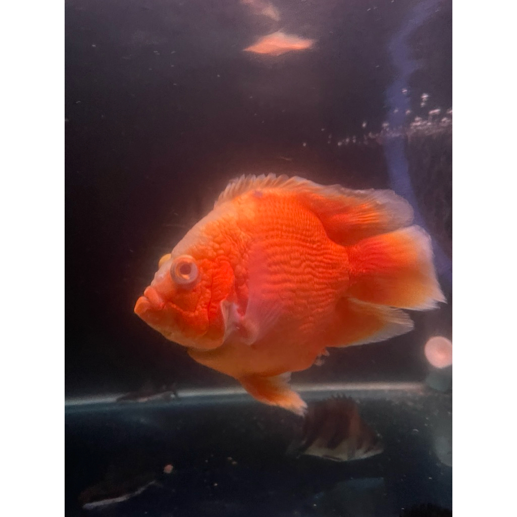 Oscar RED chilli SB 14cm