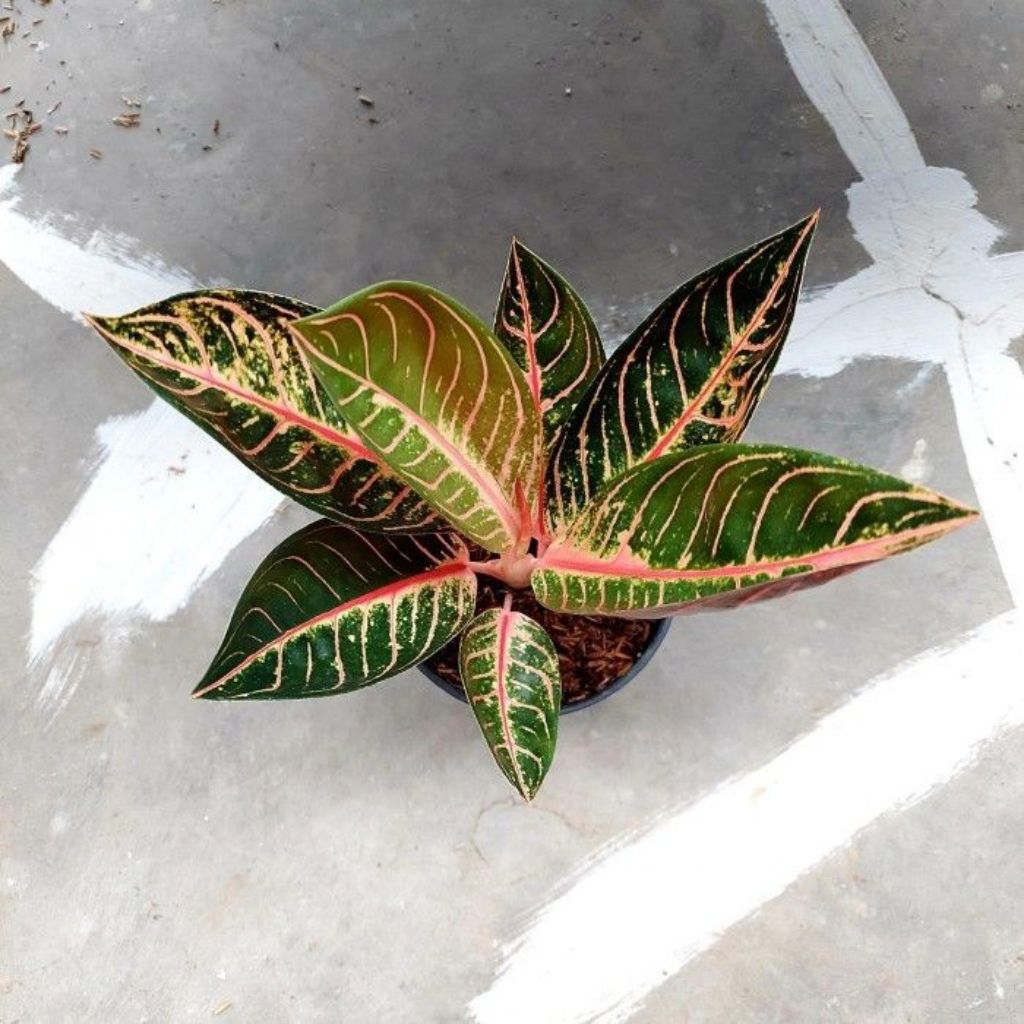 Bunga Aglonema Red Sumatra [ Bonggol ]